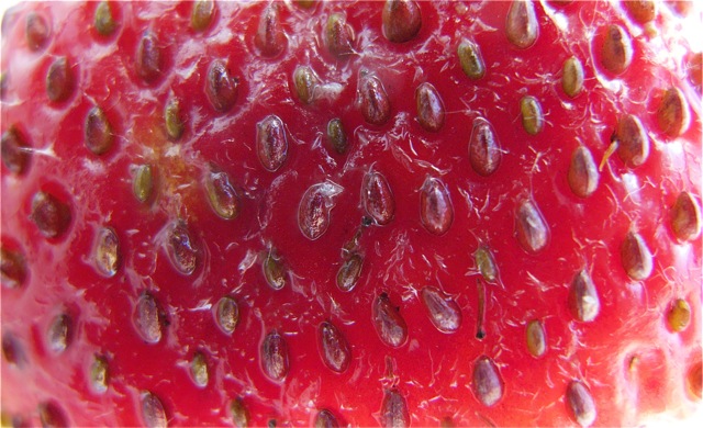 frutilla